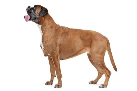 Boxer dog Stock Photos
