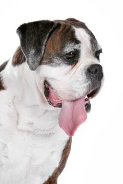 Boxer dog Stock Photos