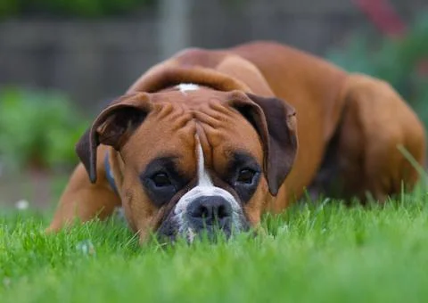 Boxer Dog Stock Photos