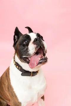 Boxer dog Stock Photos