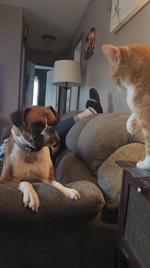 Boxer Dog Playfights With Orange Cat, Eagan, Minnesota, USA - 17 Sep 2024 Stock Footage 345848227