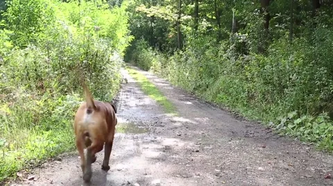 Boxer dog playing with ball. Vídeo Stock 68192944