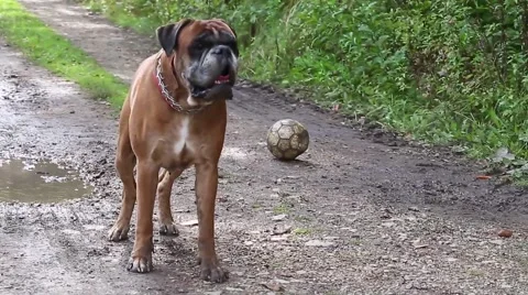 Boxer dog playing with ball. Video stock 68193964