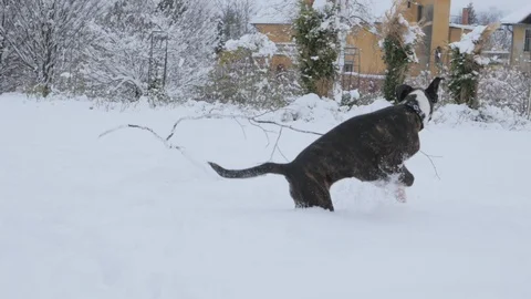 Boxer dog playing in snow with a thin branch Video stock 85971352