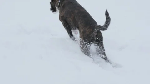 Boxer dog playing in snow with a thin branch Video stock 85971409