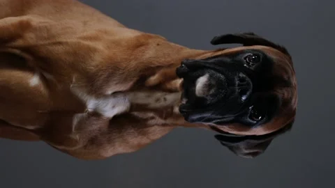 Boxer dog posing in front of camera. Vertical video. Stock Footage 140884230