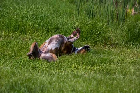 Boxer dog rolling in the grass Stock Photos