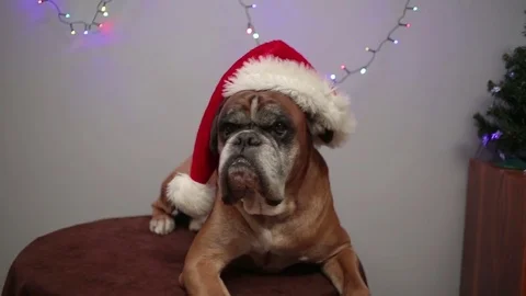 Boxer dog with santa hat Vídeo Stock 82303054