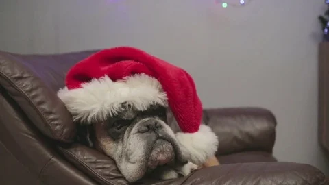 Boxer dog with santa hat lying down on armchair. Stock Footage 82092813