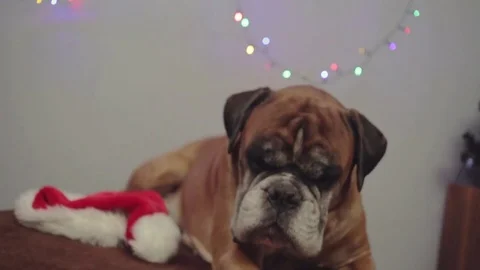 Boxer dog with santa hat lying down on table. Stock Footage 82236082