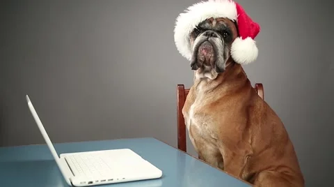 Boxer dog with Santa hat working on laptop. Stock Footage 68504199