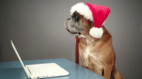 Boxer dog with Santa hat working on laptop. Stock Footage 68504464
