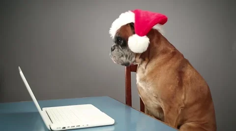 Boxer dog with santa hat working on laptop. Stock Footage 68504495