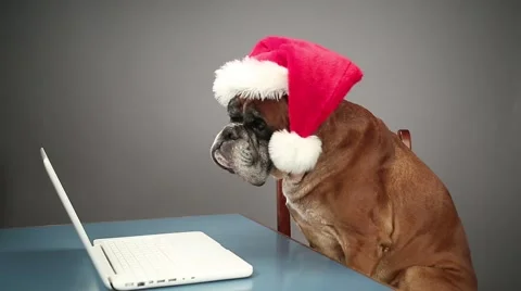 Boxer dog with santa hat working on laptop. Vídeo Stock 68504497