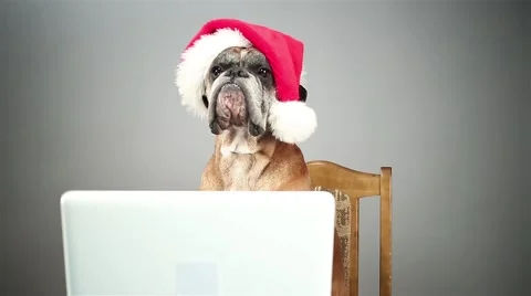 Boxer dog with Santa hat working on laptop. Stock Footage 68547731