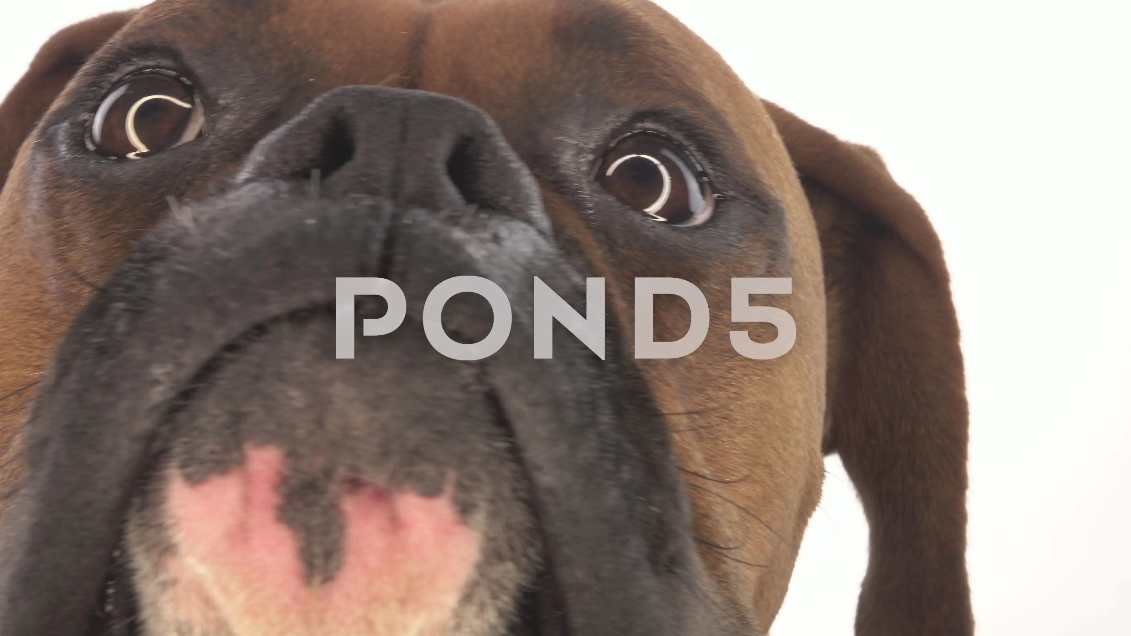 Boxer Dog Shaking Head No On White Backg, Stock Video