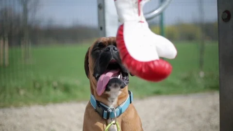 Boxer dog sitting and looking at boxing glove hanging in front of him. Stock Footage 106025535