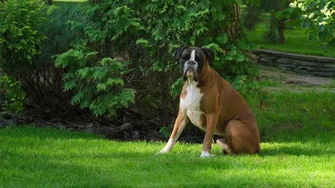 Boxer Dog Sitting and Lying Near Green Bushes Stock Footage 346250948