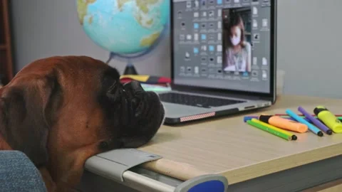 Boxer dog sitting on chair using laptop having a video call with his friend. Stock Footage 140135851