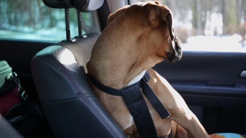 Boxer dog sitting on the driver seat and looking around. Stock Footage 101349640