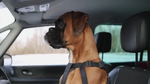 Boxer dog sitting on the driver seat and looking around. Stock Footage 101352184
