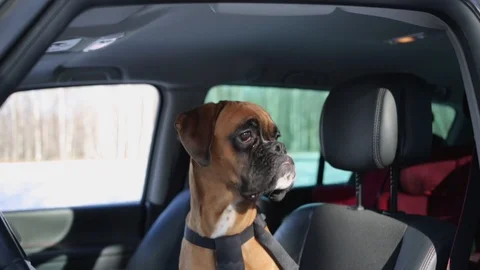 Boxer dog sitting on the driver seat and looking around. Stock-Footage 101651010