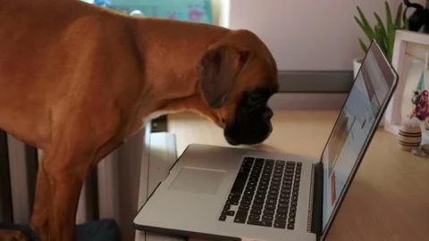 Boxer dog sitting in front of desk and working on laptop. Vídeo Stock 106574241