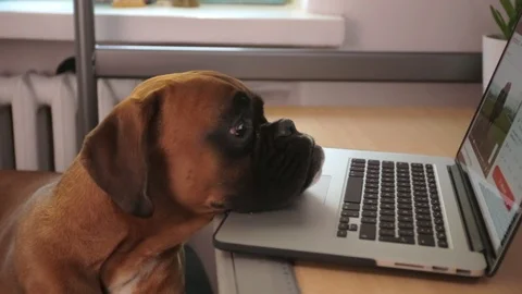Boxer dog sitting in front of desk and working on laptop. Video stock 106574277