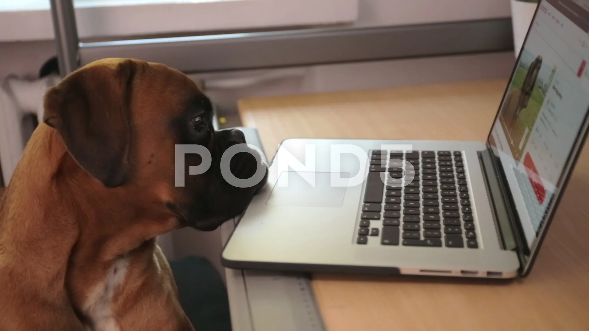 Boxer Dog Sitting In Front Of Desk And Working On Laptop Clip