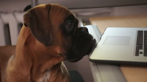 Boxer dog sitting in front of desk and working on laptop. Stock Footage 106574300