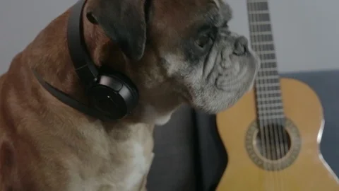Boxer dog sitting at the sofa and listening music. Stock Footage 90669452