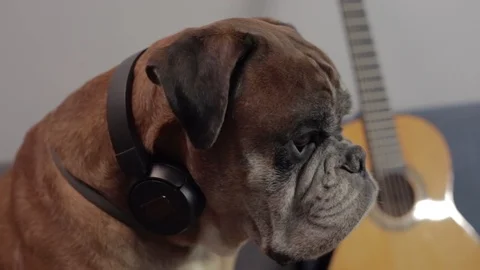 Boxer dog sitting at the sofa and listening music. 스톡 동영상 90669538