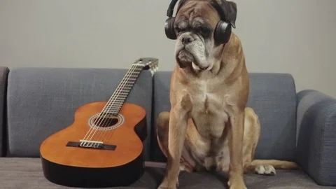 Boxer dog sitting at the sofa and listening music. Stock Footage 90836963