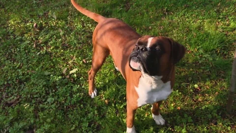 Boxer Dog Slow Motion Stock Footage 82384878