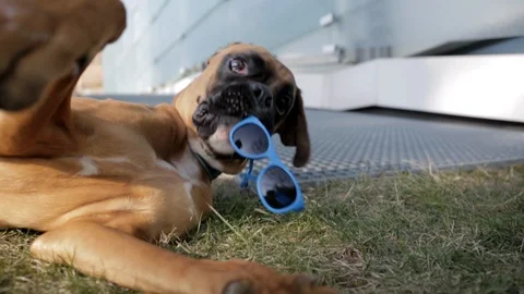 Boxer dog with sunglasses lying down on the grass and playing with sunglasses. Stock Footage 103722760
