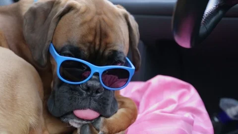 Boxer dog with sunglasses resting inside the car. Video stock 102188129