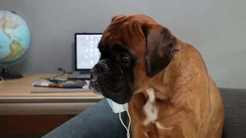 Boxer dog using a medical face mask. Stock Footage 139859345