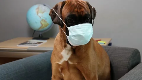 Boxer dog using a medical face mask. 스톡 동영상 139859546
