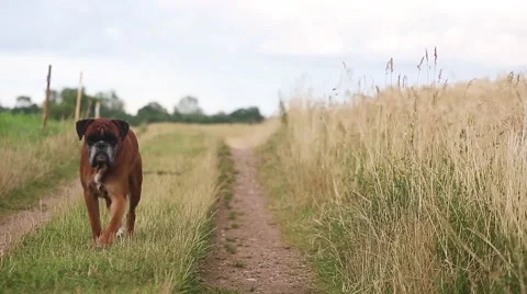 Boxer dog walking on a meadow Stock Footage 54649765