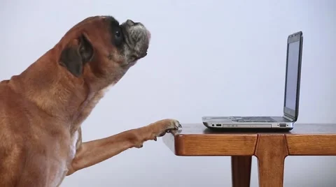 Boxer Dog Working On Laptop Video stock 66440169
