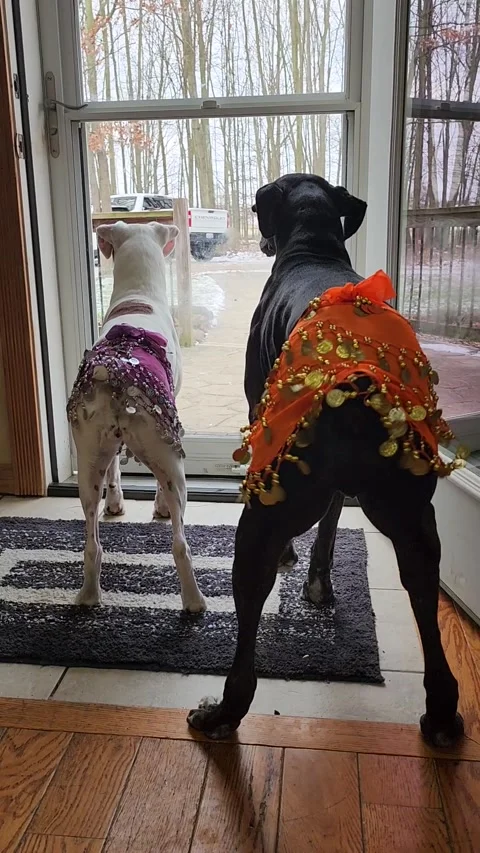 Boxer Dogs Make Jingly Wiggles, Dansville, Michigan, USA - 03 Dec 2024 Stock Footage 296546221