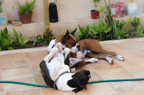 Boxer dogs playing Stock Photos