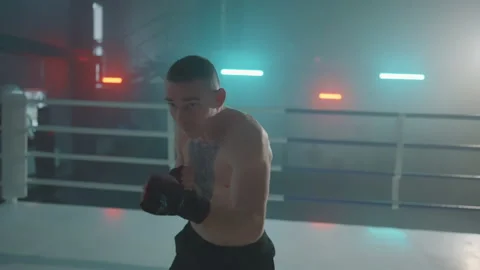 Boxer Stock Footage 144614444