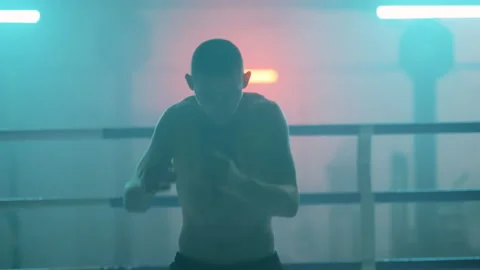 Boxer Stock Footage 144631303