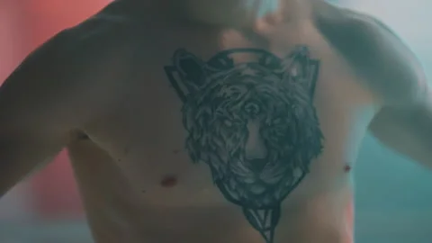 Boxer Stock Footage 144643787