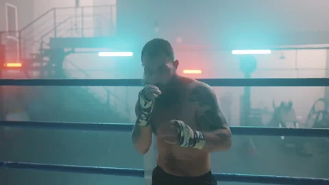 Boxer Stock Footage 144645695