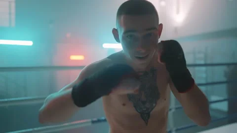 Boxer Stock Footage 144646775