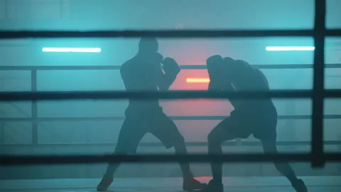 Boxer Stock Footage 144651843