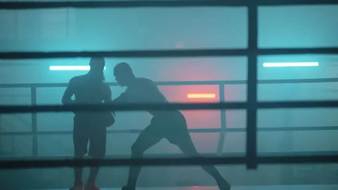 Boxer Stock Footage 144654807