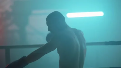 Boxer Stock Footage 144706843